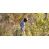 Kavu Organic Strap Bucket - Chapeau | Hardloop