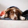 Voited Pet Blanket - Dog Blanket | Hardloop
