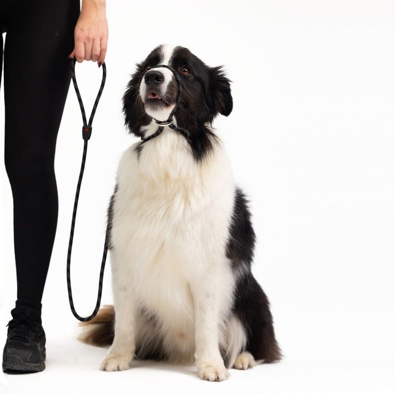 EzyDog Luca Leash - Dog lead | Hardloop