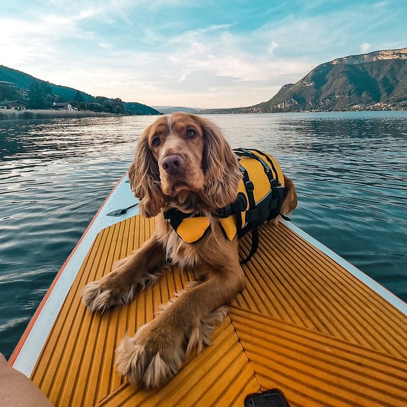 EzyDog DFD Dog Life Jacket - Kamizelka ratunkowa dla psa | Hardloop