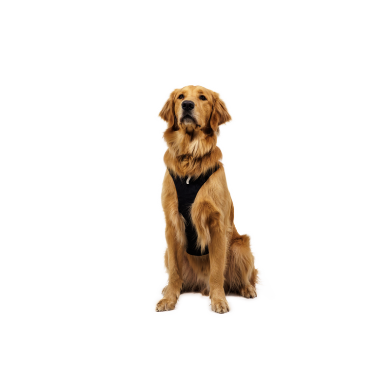 Ruffwear Ridgeline™ Harness - Postroj pro psa | Hardloop