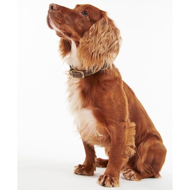 Barbour Leather Dog Collar - Coleira de cachorro | Hardloop