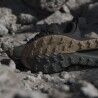 adidas Terrex Freehiker 3 Low GTX - Chaussures randonnée homme | Hardloop