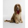 Barbour Tartan Dog Bandana - Hundezubehör | Hardloop