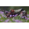 Dolomite Diagonal Pro GTX - Walking shoes