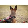 Julius-K9 Hard Dog Race - Uprząż dla psa | Hardloop