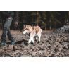 Non-stop dogwear Protector Booties - Botas para cachorro | Hardloop
