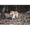Non-stop dogwear Protector Booties - Scarpe per cani | Hardloop