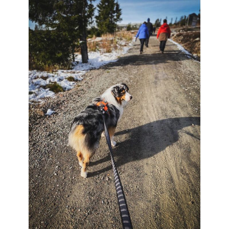 Non-stop dogwear Bungee Touring Leash - Dog leash