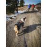 Non-stop dogwear Bungee Touring Leash - Guia de canicross | Hardloop
