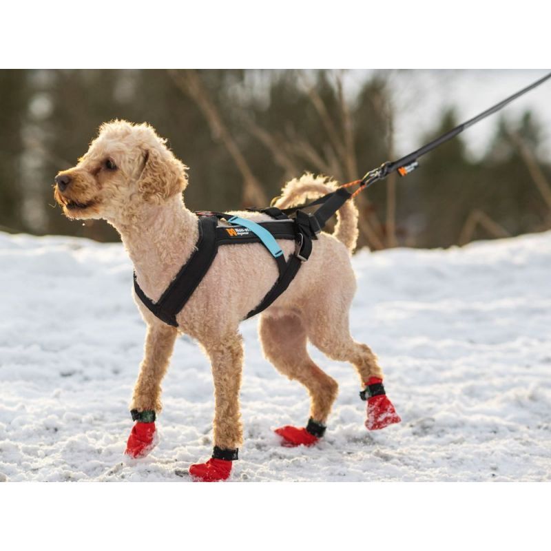 Non-stop dogwear Freemotion - Harnais pour chien | Hardloop