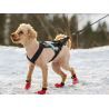 Non-stop dogwear Freemotion - Arnês para cachorro | Hardloop