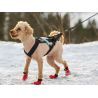Non-stop dogwear Freemotion - Dog harness