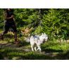 Non-stop dogwear Freemotion - Uprząż dla psa | Hardloop