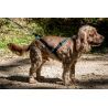 Inlandsis Open Back - Dog harness