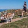 I-Dog X-Back One 2.0 - Hondentuig | Hardloop