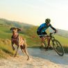 I-Dog X-Back One 2.0 - Arnês para cachorro | Hardloop