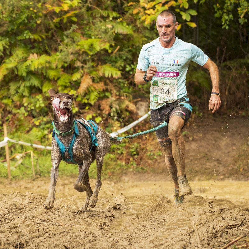 I-Dog X-Back Phoenix ALM - Koiran valjaat | Hardloop