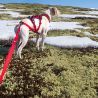 I-Dog Confort Trek - Smycz do canicrossu | Hardloop