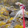 I-Dog Confort Trek - Smycz do canicrossu | Hardloop
