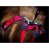 I-Dog Confort Trek - Arnês para cachorro | Hardloop