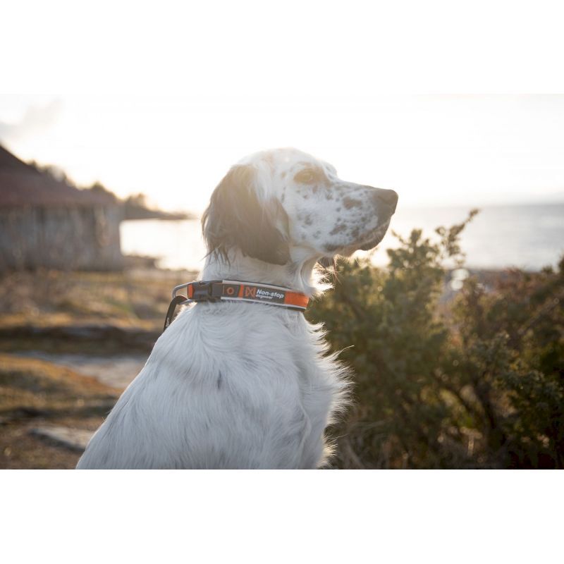 Non-stop dogwear Roam Collar - Collier pour chien | Hardloop