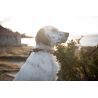 Non-stop dogwear Roam Collar - Collier pour chien | Hardloop