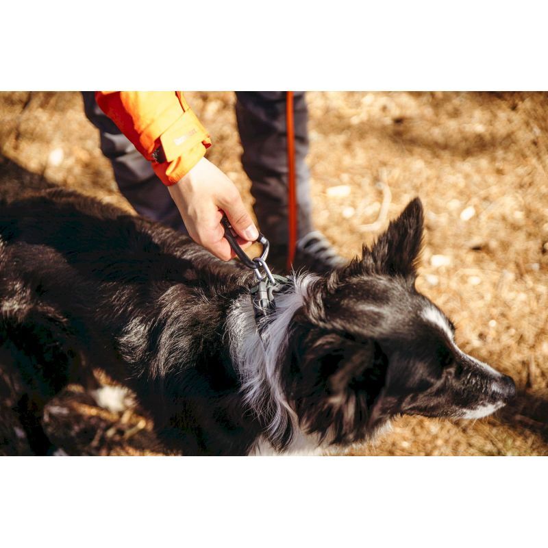 Non-stop dogwear Roam Collar - Collier pour chien | Hardloop