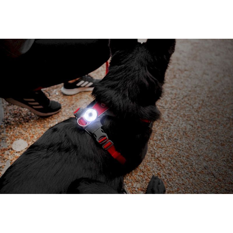 EzyDog GO2 Lights - Hundezubehör | Hardloop