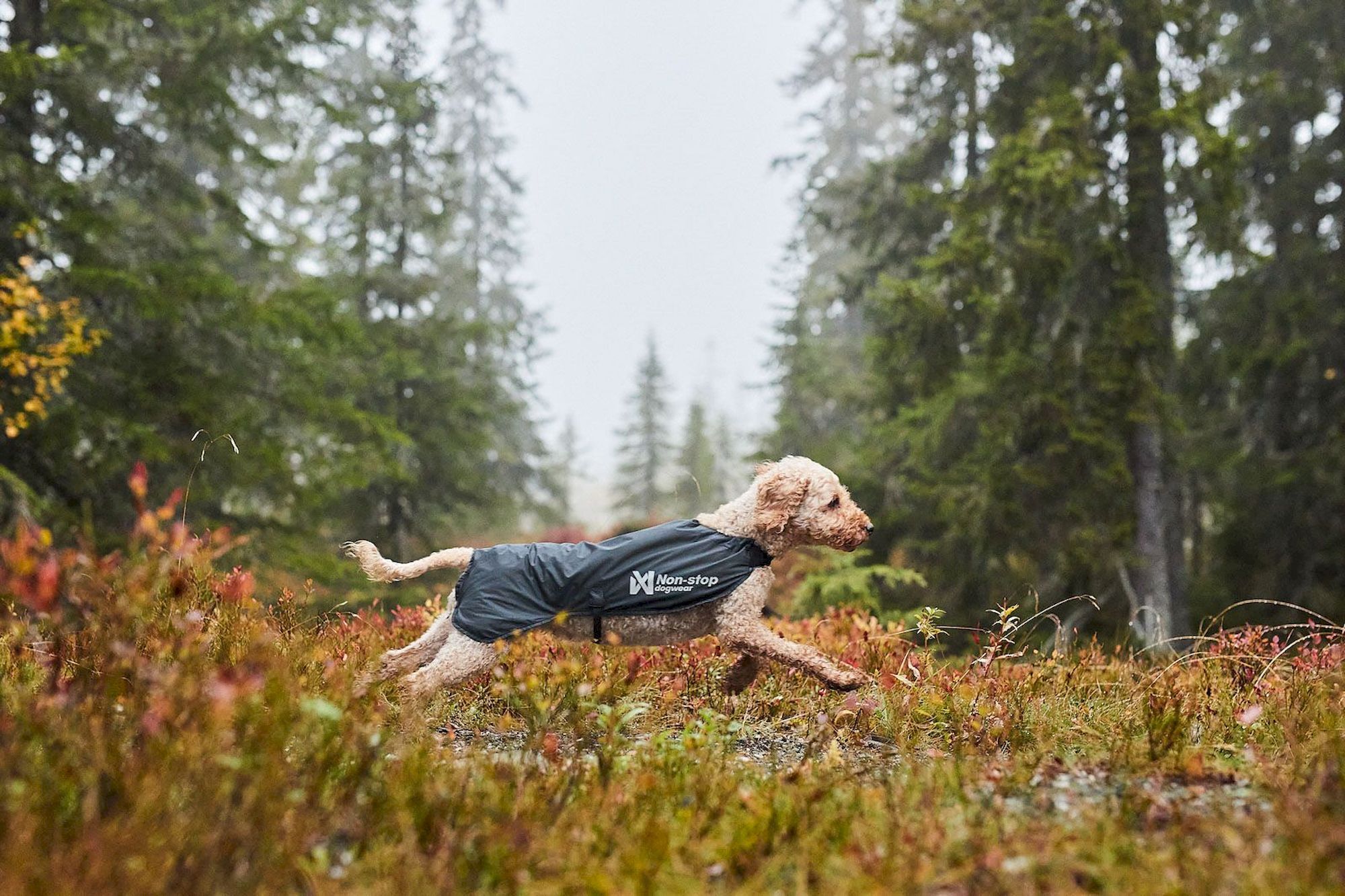Non-stop dogwear Light Dog Jacket - Giacca per cani | Hardloop