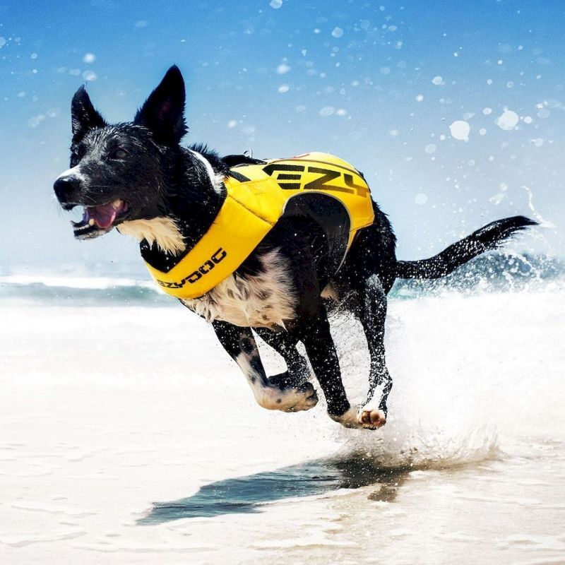 EzyDog DFD X2 Boost Dog Life Jacket - Hundflytväst | Hardloop