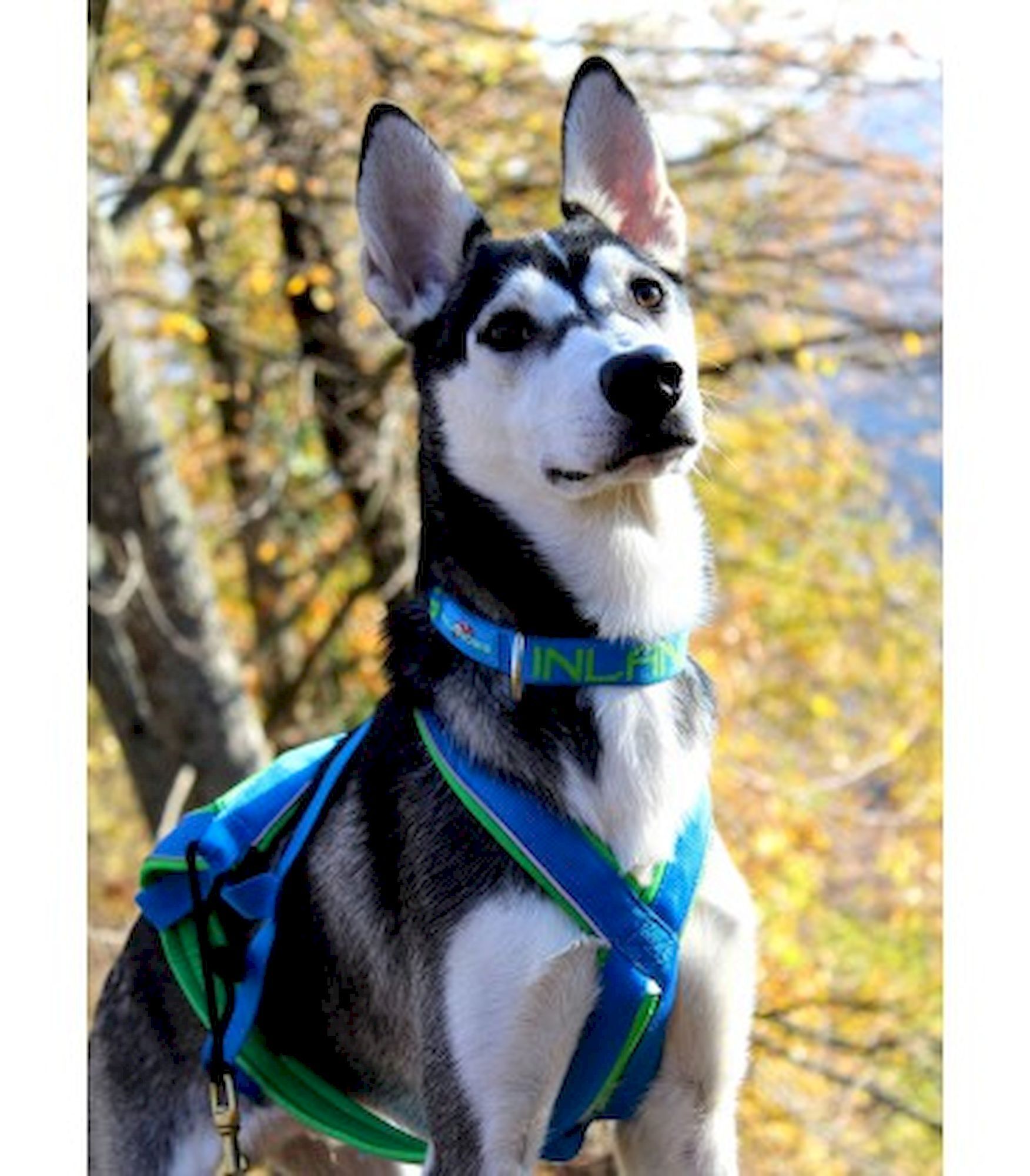 Inlandsis Névé - Collar para perro | Hardloop