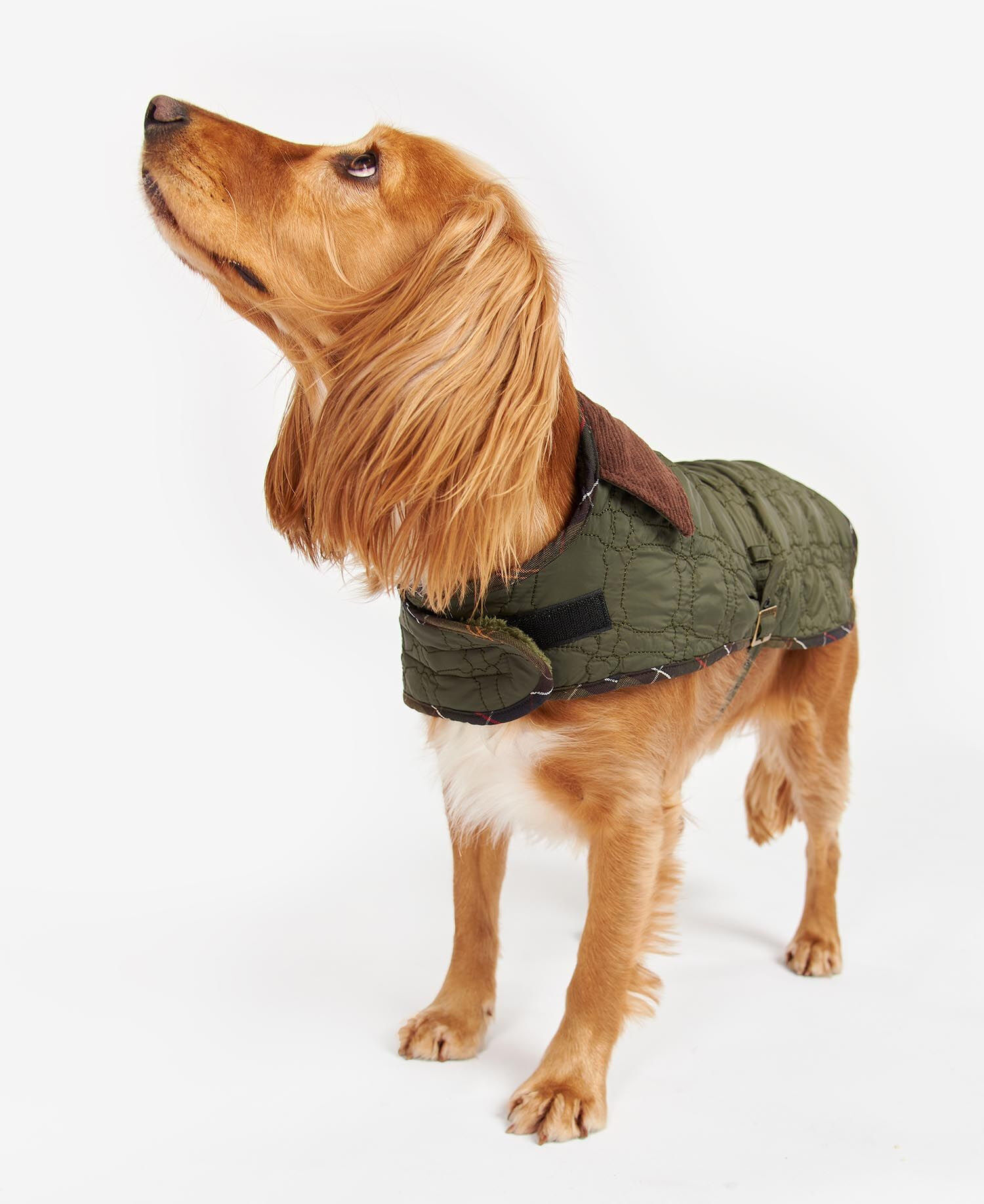 Dog Bone Quilted Dog Coat Hundemantel