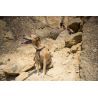 Ruffwear Doubleback Harness - Arnês para cachorro | Hardloop