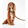 Barbour Leather Dog Lead - Laisse pour chien | Hardloop