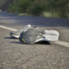 adidas Adizero Adios 8 - Buty do biegania damskie | Hardloop