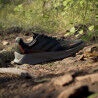 Adidas Terrex Soulstride Flow GTX - Chaussures trail homme | Hardloop