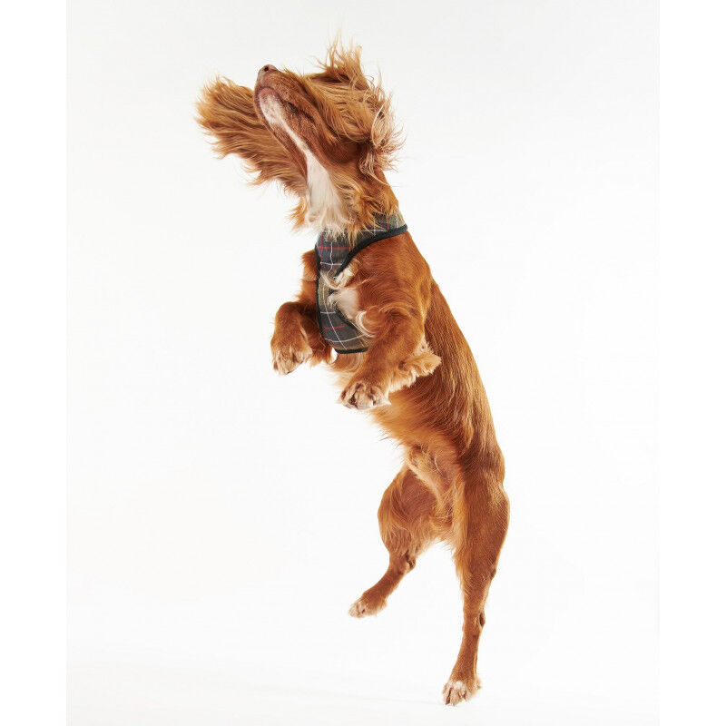 Tartan Dog Harness - Arnês para cachorro