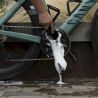 Dynamic bike care So Long Brush - Escova de limpeza bicicleta | Hardloop