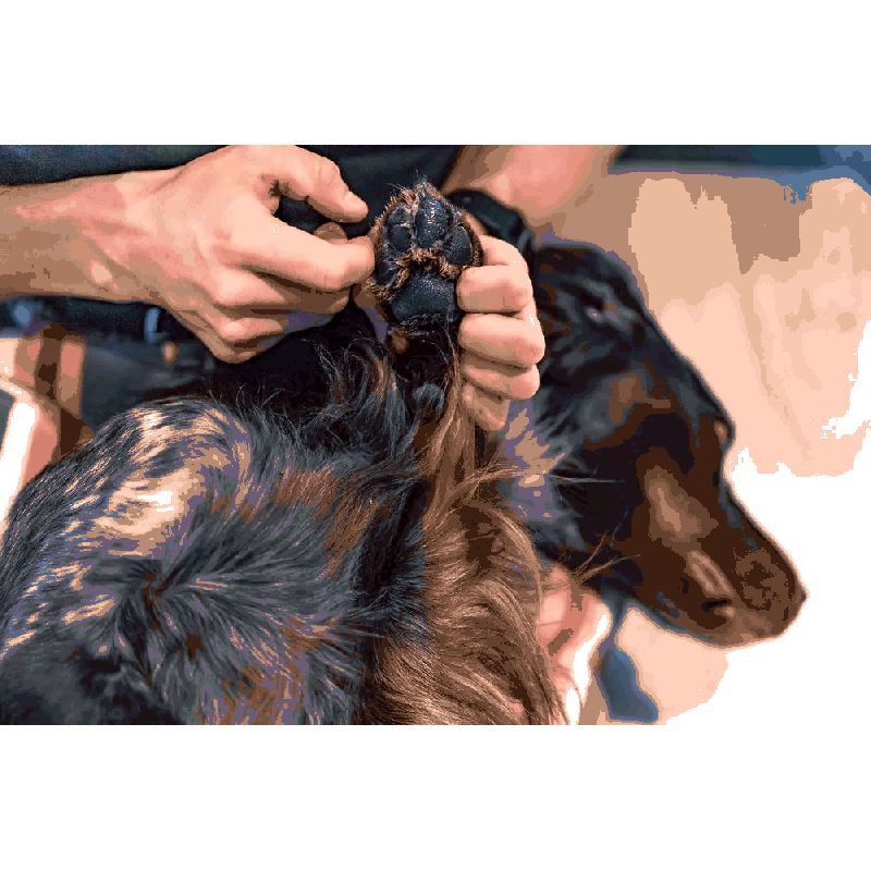 Non-stop dogwear Paw Care - Hundezubehör | Hardloop