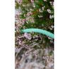 Edelrid Eagle Lite Eco Dry 9,5mm - Lezecké lano | Hardloop