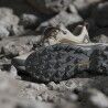 adidas Terrex Skychaser - Wanderschuhe - Herren | Hardloop