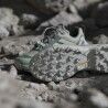 adidas Terrex Skychaser GTX - Zapatillas de senderismo - Mujer | Hardloop