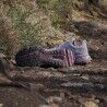 adidas Terrex Soulstride - Sapatilhas trail mulher | Hardloop